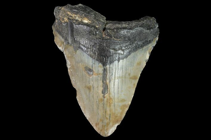 Bargain, Fossil Megalodon Tooth - North Carolina #91632